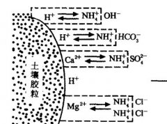 施用碳酸氫銨為什么要強調(diào)深施覆土？