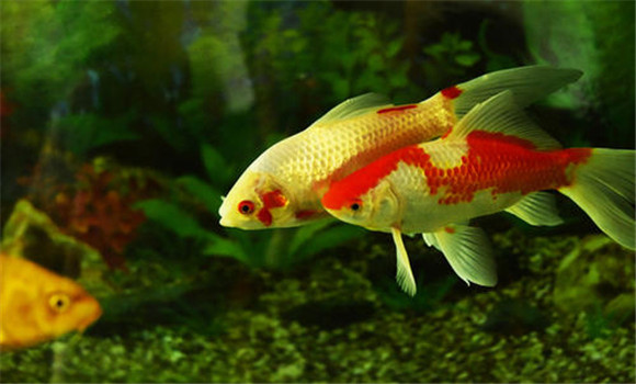 魚(yú)類的呼吸器官主要是鰓
