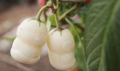 栽培人參果的整地施肥、定植與追肥和澆水問題