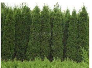 云杉種植技術