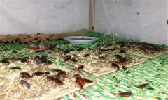 土鱉蟲(chóng)的養(yǎng)殖方法 幼蟲(chóng)飼養(yǎng)與溫度、濕度管理等