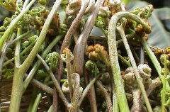 野菜中的蕨菜有營養(yǎng)嗎？