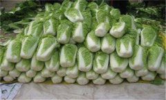 怎樣貯藏大白菜？