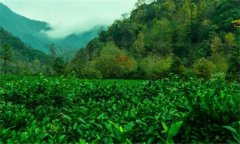 祁門(mén)紅茶的產(chǎn)地是哪里？祁門(mén)紅茶的沖泡方法