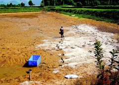 怎樣用生石灰、漂白粉、茶枯和巴豆給魚塘消毒
