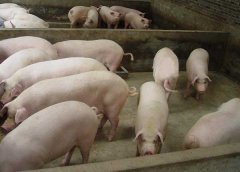 豬藍(lán)耳病如何鑒別？豬藍(lán)耳病的癥狀及治療方法
