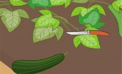 早春西葫蘆如何栽培？早春西葫蘆種植技術(shù)要點(diǎn)