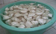 大蒜如何播種？大蒜種植技術(shù)與田間管理方法