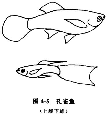 怎樣養(yǎng)孔雀魚？