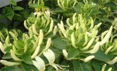 金銀花美容養(yǎng)顏嗎？介紹兩個金銀花的養(yǎng)顏妙方