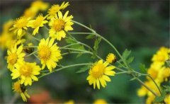 野菊花史話，介紹幾個(gè)野菊花的消腫養(yǎng)顏妙方