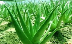 蘆薈的藥用價值，介紹幾個蘆薈的養(yǎng)顏配方