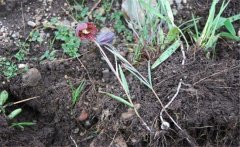 川貝母產(chǎn)地是哪里？川貝母的用法、用量與禁忌