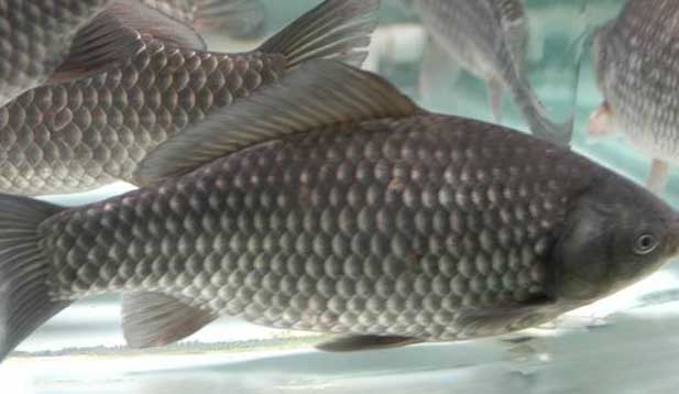 鯽魚的養(yǎng)殖密度、品種搭配、飼料選擇