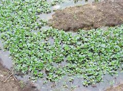 水溫、ph值對鱔魚養(yǎng)殖的影響