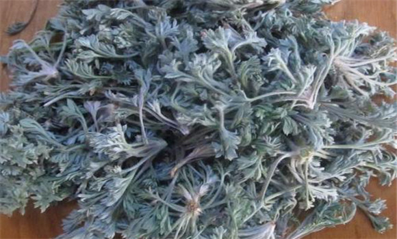 茵陳用法、用量與禁忌