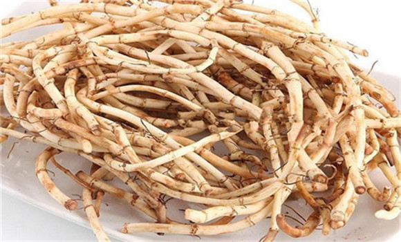 魚腥草的用法、用量與禁忌