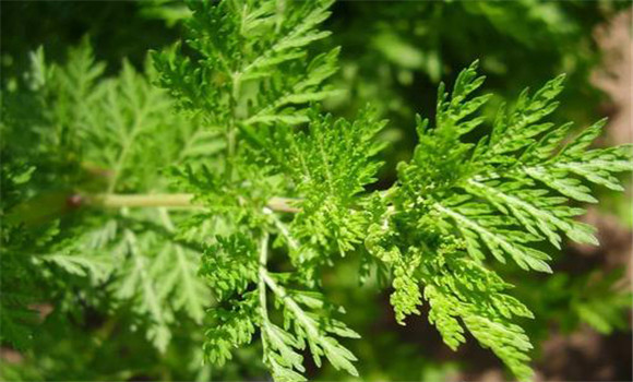 青蒿的用法、用量與禁忌