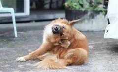 狗虱子傳染人嗎？狗有虱子怎么去除