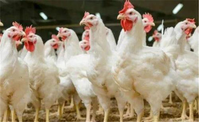 肉雞公、母雞生長速度不同
