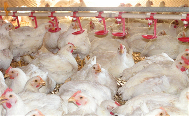 對光照、飼養(yǎng)密度等的要求不同