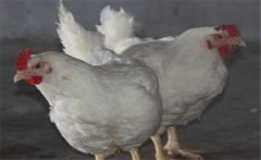 如何提高肉雞品質(zhì)，提高肉雞合格率的五大措施