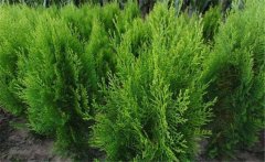 側(cè)柏樹簡(jiǎn)介 側(cè)柏樹的生態(tài)習(xí)性與種類、分布