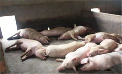 豬黃脂病的病因有哪些？豬黃脂病如何預(yù)防？