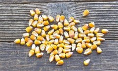 如何鑒別帶病的玉米種子、水稻和大豆種子