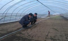 大棚番茄、水稻高效栽培模式簡介