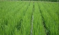 水稻遭遇高溫?zé)岷υ趺崔k，有何補(bǔ)救技術(shù)措施？