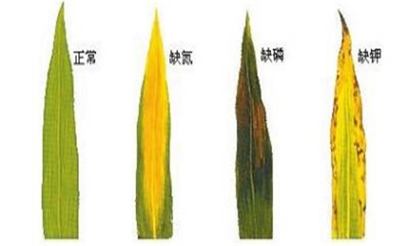 植物缺氮、磷、鉀元素時(shí)各有什么癥狀