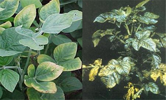 如何判斷植物缺少氮、磷、鉀元素