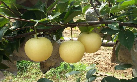 金帥蘋(píng)果的優(yōu)缺點(diǎn)