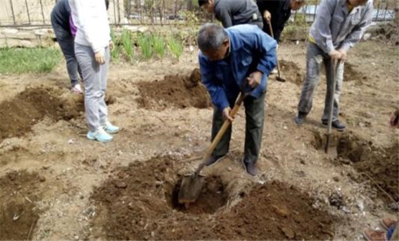 挖定植穴、施足底肥