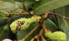 荔枝炭疽病的癥狀特征、防治方法及其發(fā)病規(guī)律