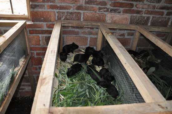 黑豚養(yǎng)殖需規(guī)模化 黑豚養(yǎng)殖技術(shù)