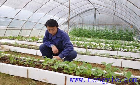 大棚番茄品種應(yīng)耐低溫、早熟