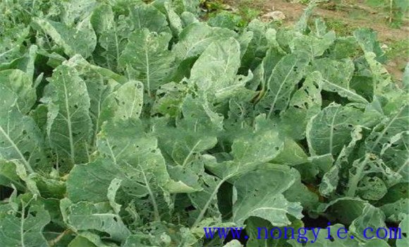 有機(jī)花菜的病蟲(chóng)害防治