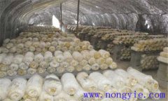 平菇生長環(huán)境要求 平菇對溫度、水分和濕度要求