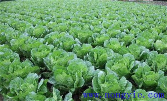 白菜施肥方法、用什么肥料