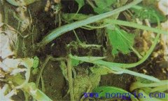 油菜軟腐病危害癥狀、病原 油菜軟腐病如何防治