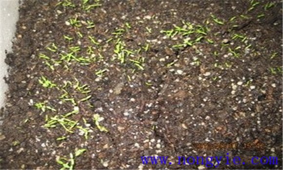 提高西芹發(fā)芽率，不要使用當(dāng)年的種子