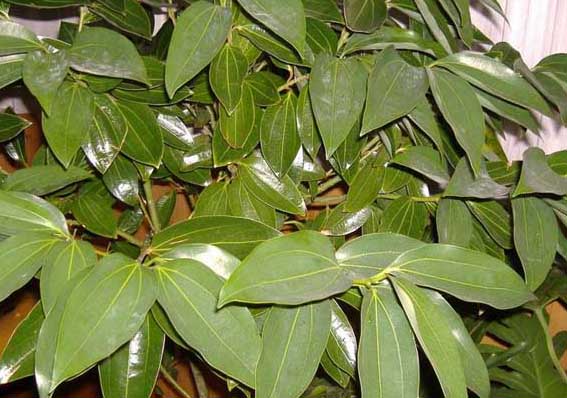 平安樹(shù)圖片