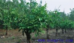 核桃樹高接換頭幾月份好，應(yīng)注意哪些事項(xiàng)？