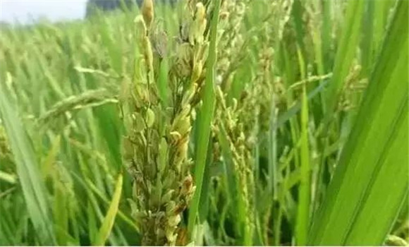 水稻穎殼不閉合、不灌漿怎么辦