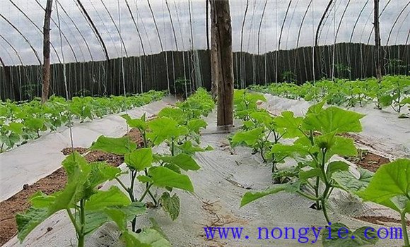 西葫蘆定植澆緩苗水、追肥