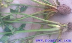 西芹裂根是怎么回事？怎樣防止？