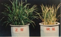 氮、磷、鉀對(duì)植物的作用分別是什么