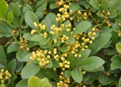 米蘭花掉葉子怎么辦？